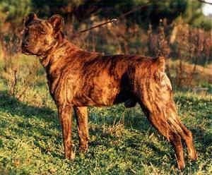 Maklumat dan Gambar Baka Anjing São Miguel Fila