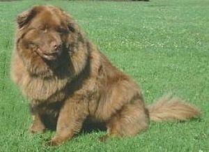 Informasjon og bilder om Chabrador Dog Breed