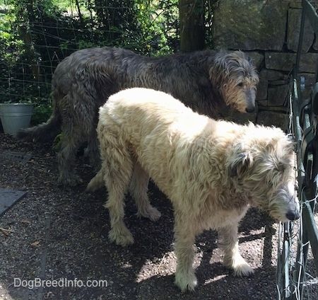 Informacija apie airių vilkšunių šunų veisles ir nuotraukos