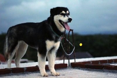 Informacija apie Goberijos šunų veislę ir nuotraukos