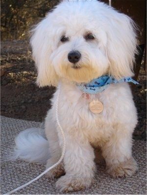 Информация и снимки на породата кучета Havachon