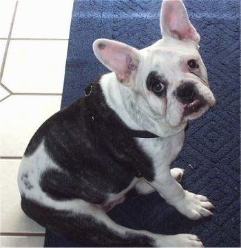 フリーランスのブルドッグ犬の品種情報と写真