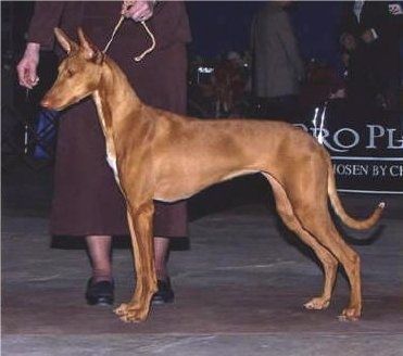 Pharaoh Hound Dog Breed Information and Pictures