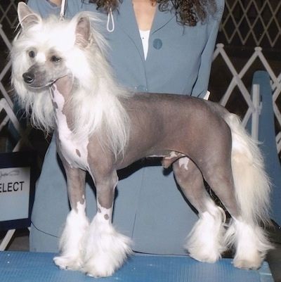 مسحوق الشعر الصيني المتوج بدون شعر Puff Dog Breed Pictures ، 1