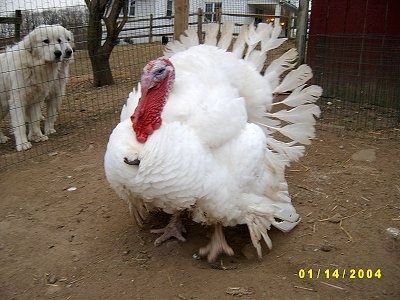 七面鳥をペットとして飼う