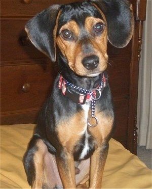 Maklumat dan Gambar Baka Anjing Meagle