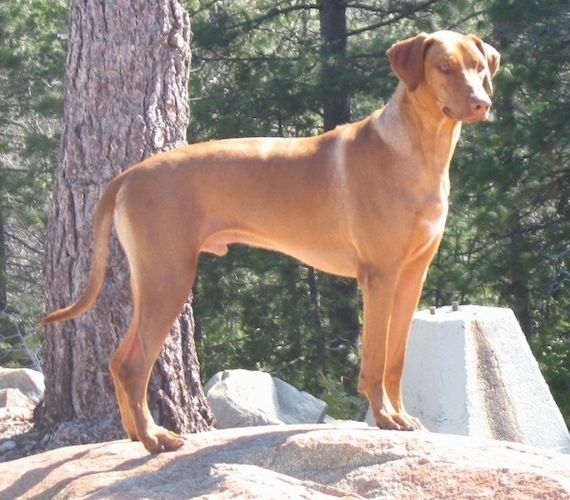Rodeesia ridgebacki koeratõu teave ja pildid