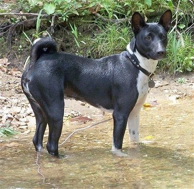 Πληροφορίες και εικόνες φυλής σκύλου Basenji