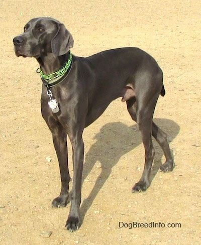Weimaraner Dog Breed Impormasyon at Mga Larawan