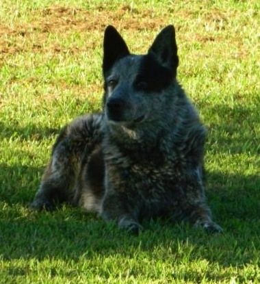 Maklumat dan Gambar Breed Dog Texas Heeler