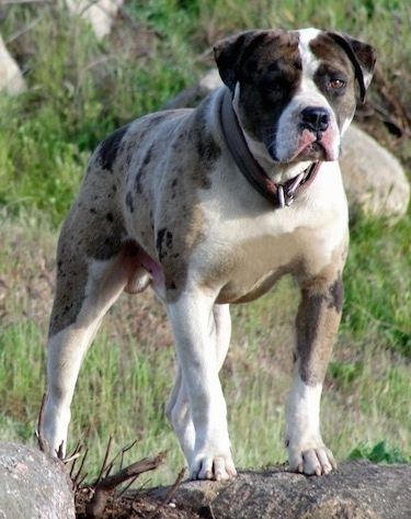 Informazioni e immagini sulla razza di cane Bulldog blu sangue Alapaha