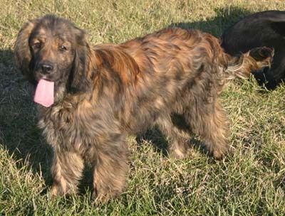 Informations et images sur la race de chien Golden Cocker Retriever