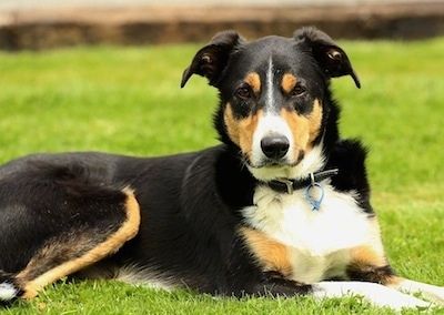 Uus-Meremaa koerte tõu teave ja pildid
