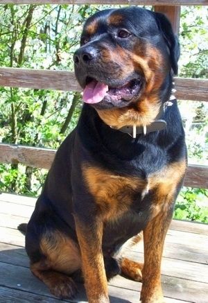 Maklumat dan Gambar Breed Dog Mastweiler Bahasa Inggeris