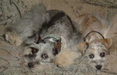 Informacija apie miniatiūrines šnaucių šunų veisles ir paveikslėliai