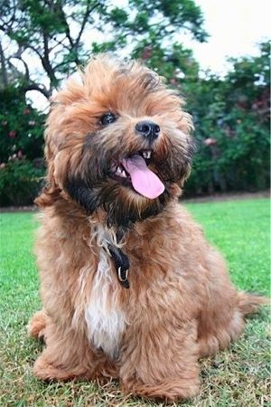 Informacije in slike o pasmi psov Shorkie Tzu