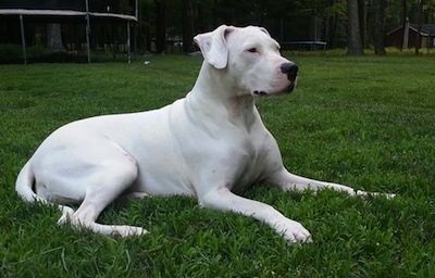 Informació i imatges de raça de gos Dogo Argentino