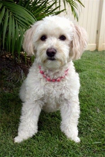 Senarai Anjing Baka Campuran Poodle Miniatur