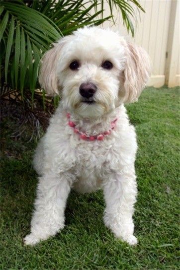 Liste over Miniature Poodle Mix Breed Dogs