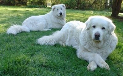 Πληροφορίες και εικόνες φυλής σκυλιών Maremma Sheepdog