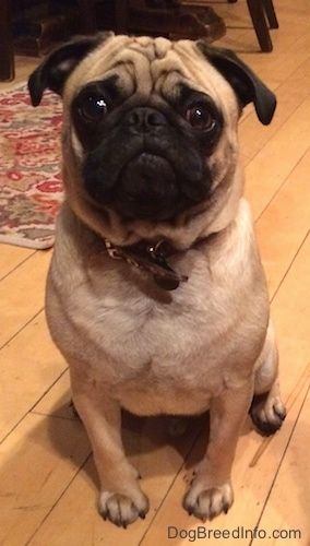 Mops Hunderasse Informationen und Bilder