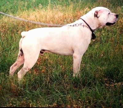 Информация о породе собак белый английский бульдог и фотографии