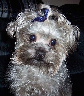 Gambar Baka Anjing Yorkipoo, 3