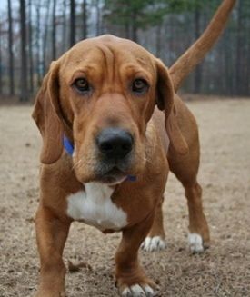 Ba-Shar犬の品種情報と写真