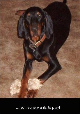 Информације и слике о пасмини паса црног и жутог псећег паса