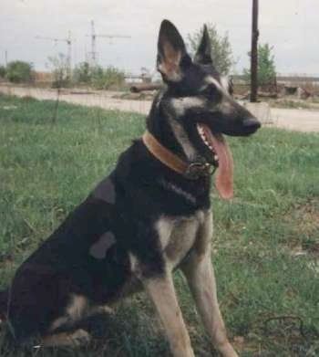 Maklumat dan Gambar Baka Anjing Gembala Eropah Timur
