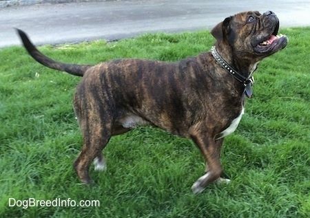 Informacije in slike o pasmi psov Leavitt Bulldog