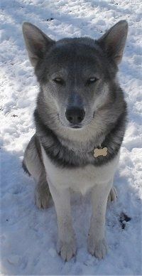 ข้อมูลและรูปภาพลูกผสมของ Wolf Dog Breed
