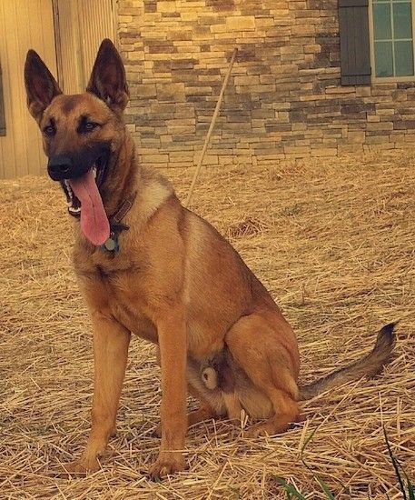 벨기에 Malinois 개 품종 정보 및 사진