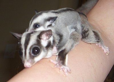 Giữ Sugar Gliders làm Thông tin và Hình ảnh Vật nuôi