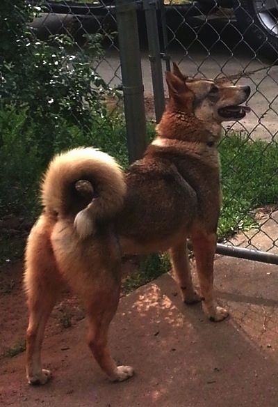 Πληροφορίες και εικόνες για τη φυλή σκυλιών της Δυτικής Σιβηρίας Laika