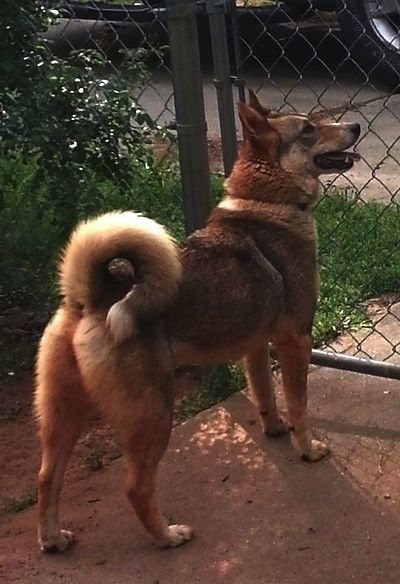 Lääne-Siberi Laika koeratõugude teave ja pildid