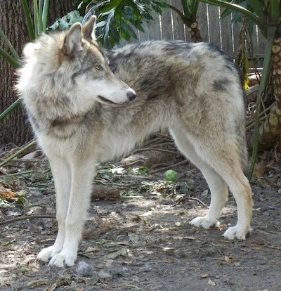 Impormasyon at Mga Larawan sa Wolfdog