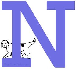 Keturunan Anjing A hingga Z, - Keturunan yang diawali dengan huruf N