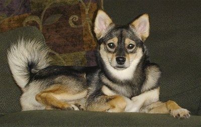 Informacje i zdjęcia o rasie psów Pom-Shi