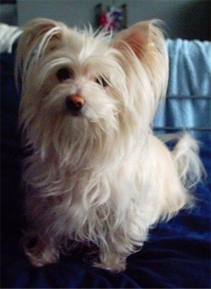 Informacija apie „ShiChi“ šunų veislę ir nuotraukos