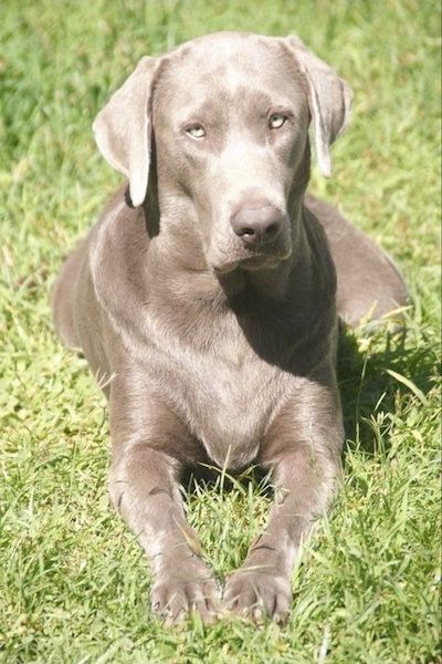 Silver Labrador Retriever Hunderasseninformationen