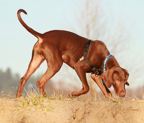 Maklumat dan Gambar Breed Dog Vizmaraner