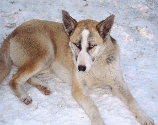 Πληροφορίες και εικόνες φυλής σκυλιών Belusky