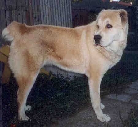 Maklumat dan Gambar Breed Dog Ovtcharka Asia Tengah