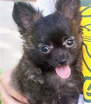 Gambar Baka Anjing Chihuahua, 6