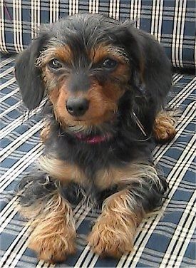 Dorkie Dog Breed Εικόνες, 1