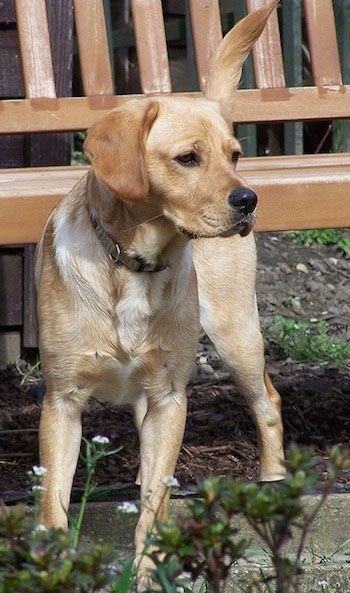Maklumat dan Gambar Baka Anjing Cavador
