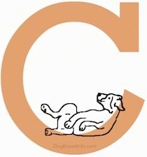สุนัขสายพันธุ์ A ถึง Z - สายพันธุ์ที่ขึ้นต้นด้วยตัวอักษร C