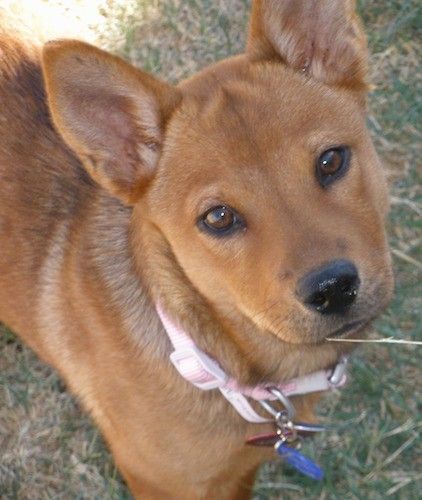 Liste over Shiba Inu Mix Breed Dogs