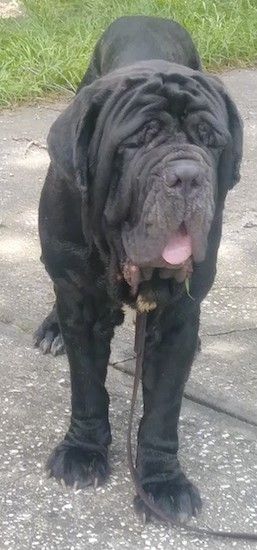 Napolitansk Mastiff hunderaseinformasjon og bilder